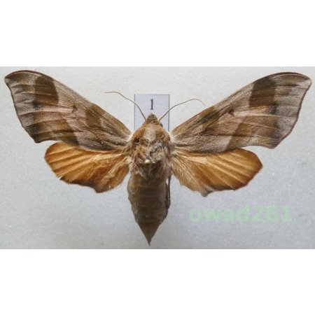 Darapsa myron (Cramer, 1780) female USA1